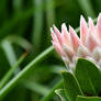 Spikey Flower Up Close