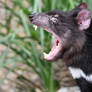 Laughing Tassie Devil (Enclosure)
