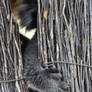 Koala Klaw (Enclosure)