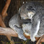Sleepy Time With Mumma Koala (Enclosure)