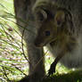 Brush-tailed Rock-wallaby Joey (Enclosure)