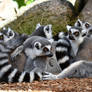 Lemur Cuddle Pile (Enclosure)