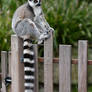 Ring-tailed Lemur's Ringed Tail (Enclosure)