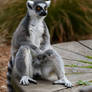 When The Lemur Sits (Enclosure)