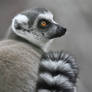 Lemur's Fashion Statement (Enclosure)