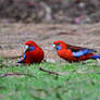 Just A Coupla Crimson Rosella's (Wild)
