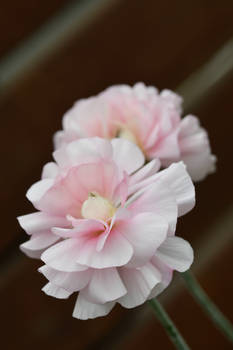 Pretty Pale Pink Flowers