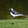Magpie Lark On The Edge (Wild)