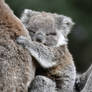 A Koala's Comfort (Enclosure)
