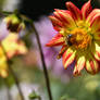 The Bee And The Cosmic Light Dahlia