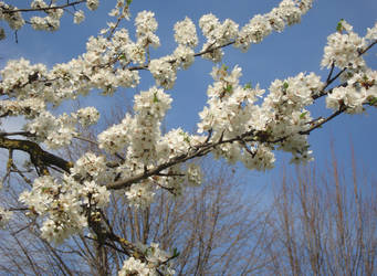 Flowers of spring