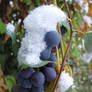 Frozen grapes