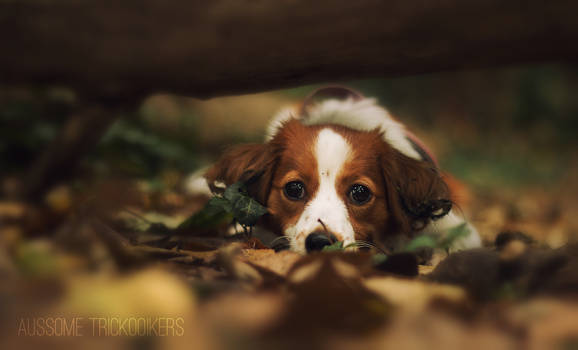 Being cute is a full-time job