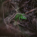 Little dragon by paweladamiec