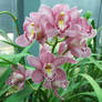 orchid