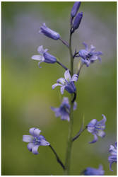 Bluebell