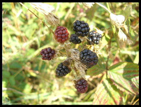 Wild Brambles