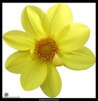 Yellow Flower