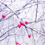 Winter fruits