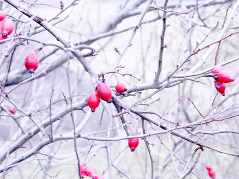 Winter fruits