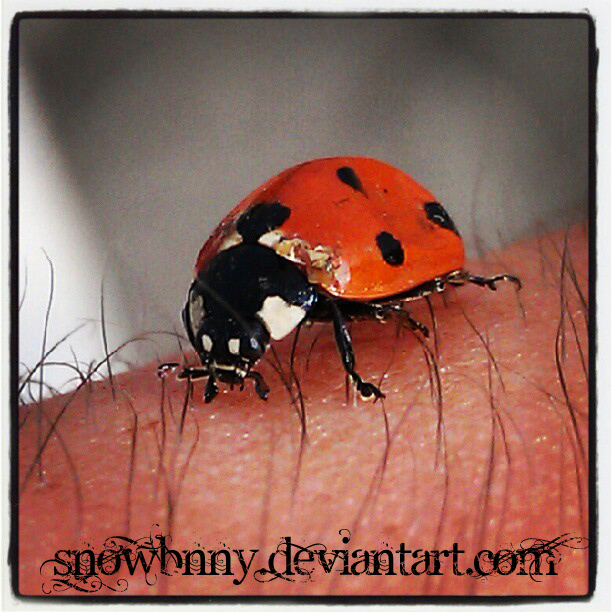 Ladybug