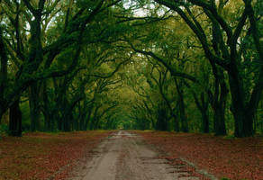 Wormsloe 2