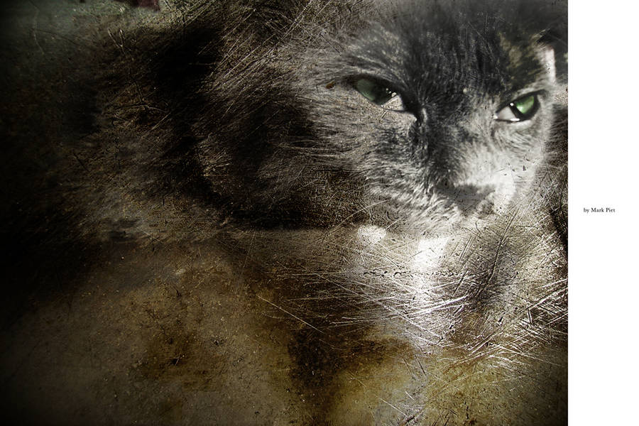 CAT HORROR : SALAMI by markpiet
