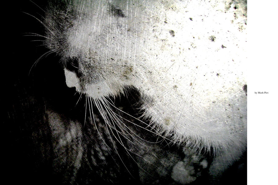 CAT HORROR : BLAIRWITCH by markpiet