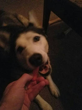 Husky + carrot = happy husky