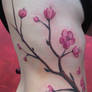 cherry blossoms