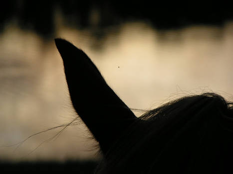 Horse Ear Silhouette