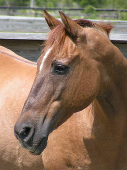 Quarter Horse Portrait