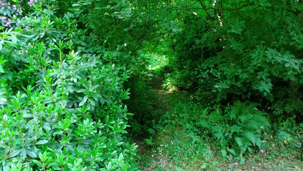 Secret forest trail