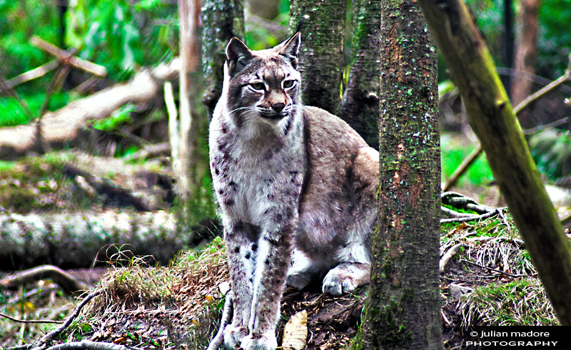 Canadian Lynx