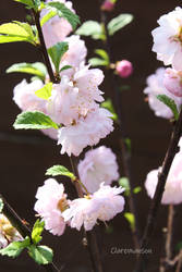 Prunus Triloba Blossom