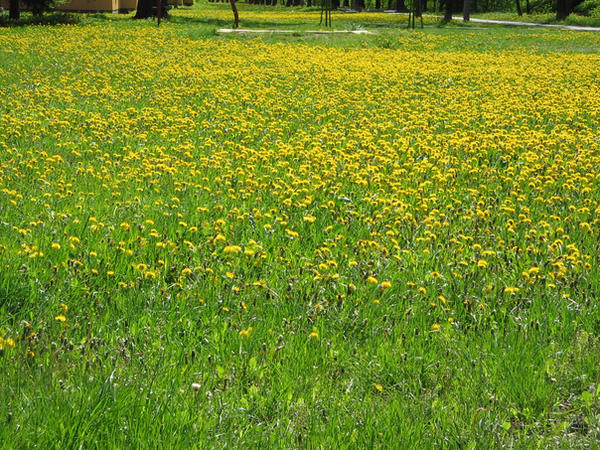 Yellow flower field