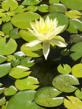 Water Lily, 4