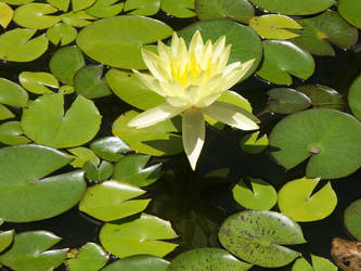 Water Lily, 5