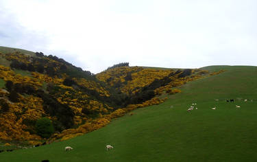 New Zealand Hills