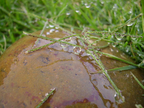 Grass with rock