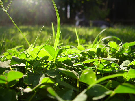 Sun with grass