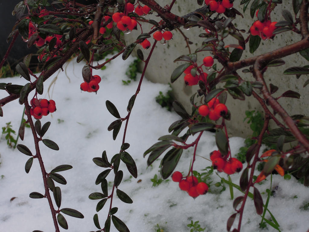 Red In Snow Red in Snow by ClaireClarinet93 on DeviantArt