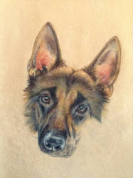 German Shephard WIP 2