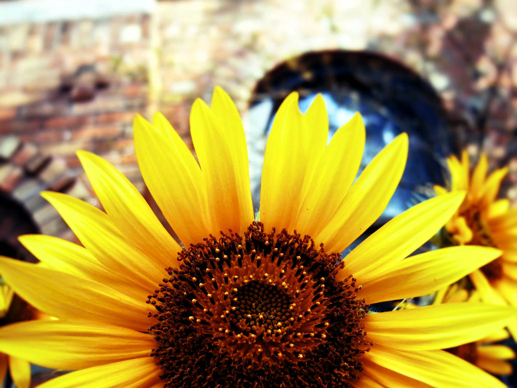 A Sunflower Bright Day