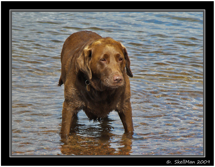 Chanonry Point - Labrador IV