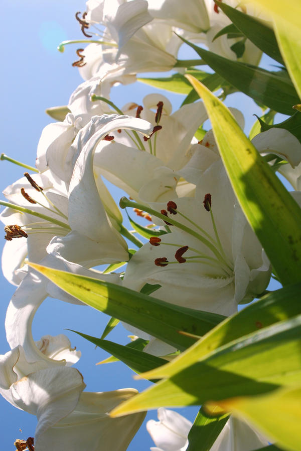 lilies