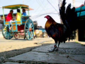 Rooster Philippines