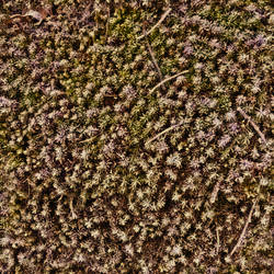 Frosted Moss