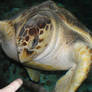 Sea Turtle