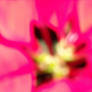 Mystic Bloom